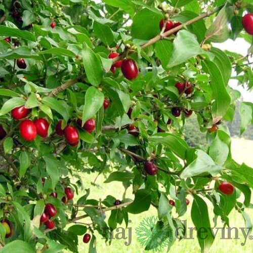 Drieň jedlý Jolico, výška 30/50 cm, v črepníku Cornus Mas Jolico