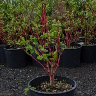 Drieň krvavý Annie s Winter Orange na kmienku 80/100 cm, v črepníku Cornus sanguinea Annie s Winter Orange
