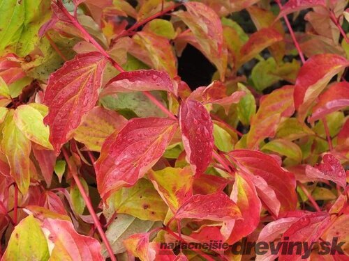 Drieň krvavý ´ANNY´S WINTER ORANGE´, výška 30/40 cm, v črepníku 2l Cornus sanguinea ´Anny´s Winter Orange´
