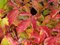 Drieň krvavý ´ANNY´S WINTER ORANGE´, výška 30/40 cm, v črepníku 2l Cornus sanguinea ´Anny´s Winter Orange´