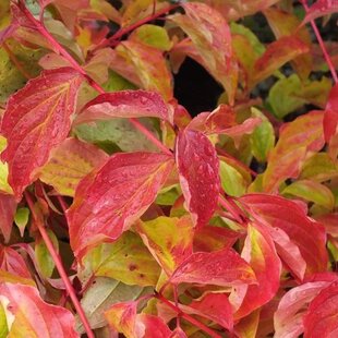 Drieň krvavý ´ANNY´S WINTER ORANGE´, výška 30/40 cm, v črepníku 2l Cornus sanguinea ´Anny´s Winter Orange´