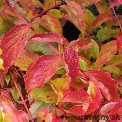 Drieň krvavý ´ANNY´S WINTER ORANGE´, výška 30/40 cm, v črepníku 2l Cornus sanguinea ´Anny´s Winter Orange´