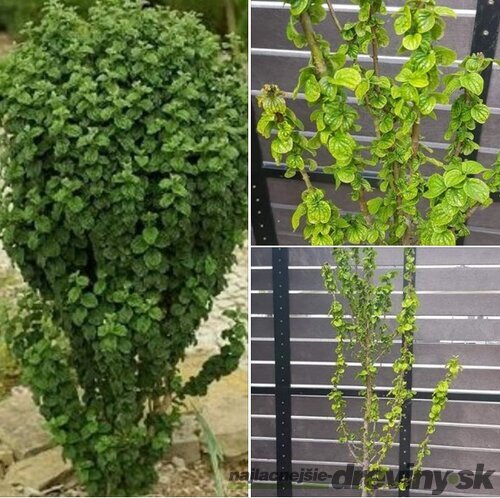 Drieň krvavý Compressa, výška 30/50 cm, v črepníku 2l Cornus sanguinea Compressa