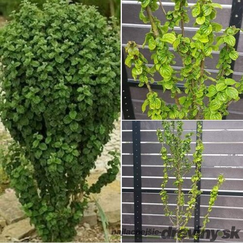 Drieň krvavý Compressa, výška 30/50 cm, v črepníku 2l Cornus sanguinea Compressa