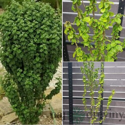 Drieň krvavý Compressa, výška 30/50 cm, v črepníku 2l Cornus sanguinea Compressa