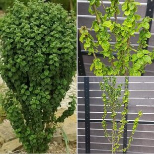 Drieň krvavý Compressa, výška 30/50 cm, v črepníku 2l Cornus sanguinea Compressa