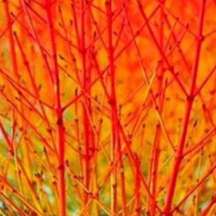 Drieň krvavý Midwinter Fire 25/35 cm, v črepníku Cornus sanguinea Midwinter Fire