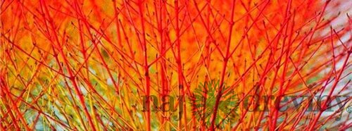 Drieň krvavý Midwinter Fire 25/35 cm, v črepníku Cornus sanguinea Midwinter Fire