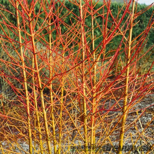 Drieň krvavý Midwinter Fire 25/35 cm, v črepníku Cornus sanguinea Midwinter Fire