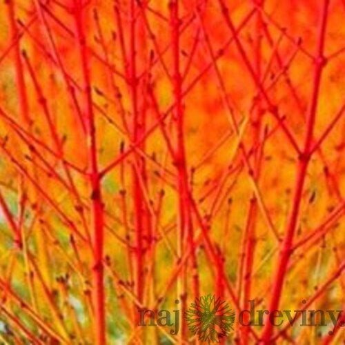 Drieň krvavý Midwinter Fire 25/35 cm, v črepníku Cornus sanguinea Midwinter Fire