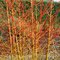 Drieň krvavý Midwinter Fire 25/35 cm, v črepníku Cornus sanguinea Midwinter Fire