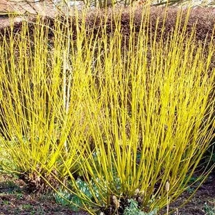 Drieň výbežkatý Flaviramea 40/60 cm, v črepníku 3l Cornus sericea Flaviramea