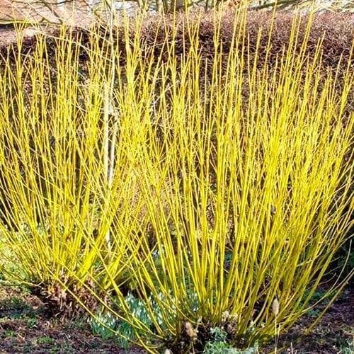 Drieň výbežkatý Flaviramea 40/60 cm, v črepníku 3l Cornus sericea Flaviramea