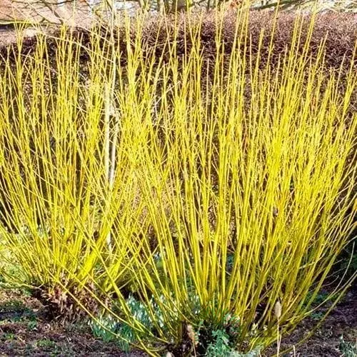 Drieň výbežkatý Flaviramea 40/60 cm, v črepníku 3l Cornus sericea Flaviramea