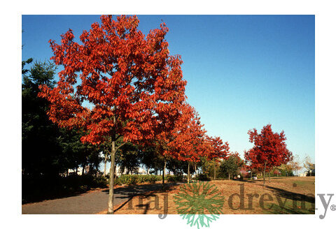 Dub červený, výška 140/160 cm, v črepníku Quercus rubra