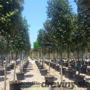 Dub cezmínový - neopadavý na kmienku 180/200 obvod 8/10 v črepníku 25l Quercus Ilex
