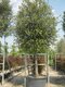 Dub cezmínový - neopadavý na kmienku 180/200 v črepníku 10l Quercus ilex