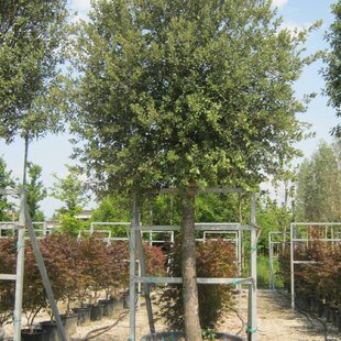 Dub cezmínový - neopadavý na kmienku 180/200 v črepníku 10l Quercus ilex