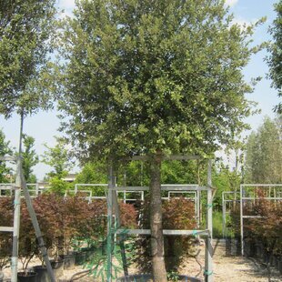 Dub cezmínový - neopadavý na kmienku 180/200 v črepníku 10l Quercus ilex