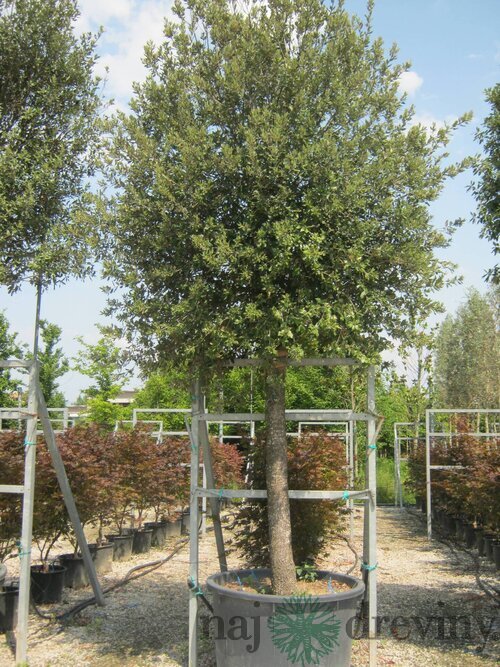 Dub cezmínový - neopadavý na kmienku 180/200 v črepníku 10l Quercus ilex