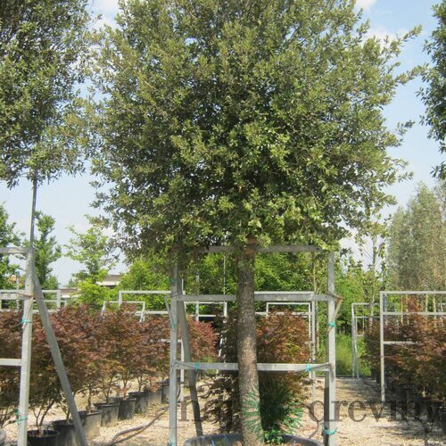 Dub cezmínový - neopadavý na kmienku 180/200 v črepníku 10l Quercus ilex