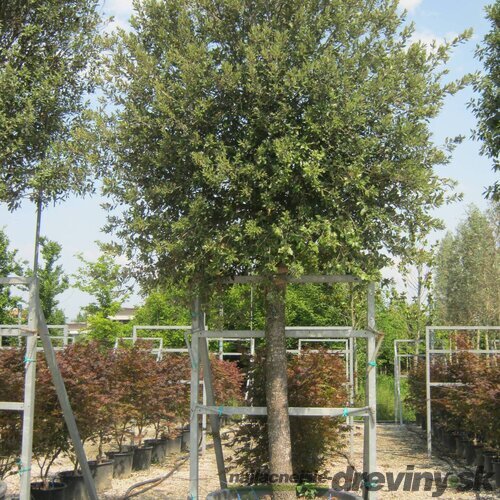 Dub cezmínový - neopadavý na kmienku 180/200 v črepníku 10l Quercus ilex