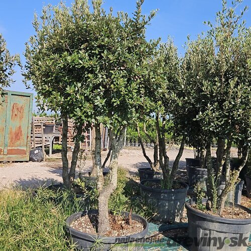 Dub cezmínový (stálozelený multikmeň - mushroom výška 180/200 v črepníku 200l Quercus Ilex