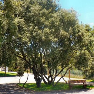 Dub cezmínový (stálozelený multikmeň - mushroom výška 180/200cm v črepníku Quercus Ilex