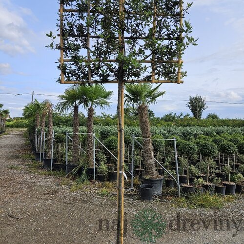 Dub cezmínový (stálozelený), na špaliéri, obvod kmienka 8/10 cm, v črepníku 25l Quercus Ilex