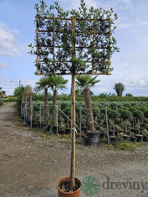 Dub cezmínový (stálozelený), na špaliéri, obvod kmienka 8/10 cm, v črepníku 25l Quercus Ilex