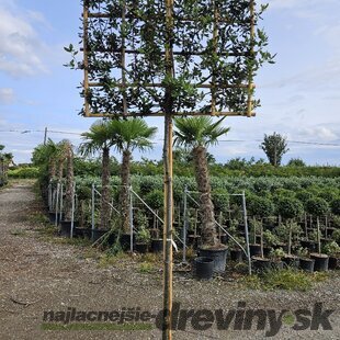 Dub cezmínový (stálozelený), na špaliéri, obvod kmienka 8/10 cm, v črepníku 25l Quercus Ilex