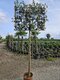 Dub cezmínový (stálozelený), na špaliéri, obvod kmienka 8/10 cm, v črepníku 25l Quercus Ilex