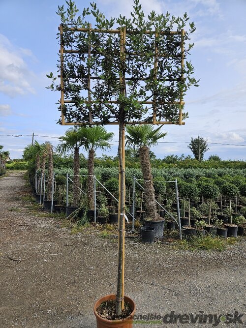 Dub cezmínový (stálozelený), na špaliéri, obvod kmienka 8/10 cm, v črepníku 25l Quercus Ilex
