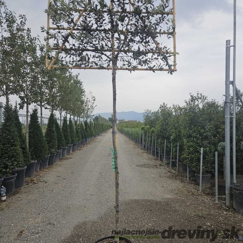 Dub cezmínový (stálozelený), na špaliéri, obvod kmienka 8/10 cm, v črepníku 30l Quercus Ilex