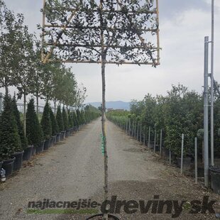 Dub cezmínový (stálozelený), na špaliéri, obvod kmienka 8/10 cm, v črepníku 30l Quercus Ilex