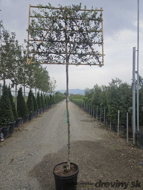 Dub cezmínový (stálozelený), na špaliéri, obvod kmienka 8/10 cm, v črepníku 30l Quercus Ilex