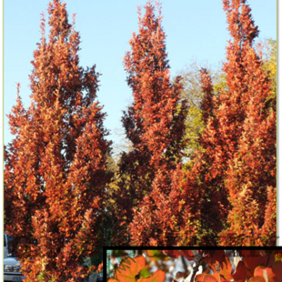 Dub Crimschmidt stĺpovitý 140/160 cm, v črepníku Quercus bimundorum Crimschmidt