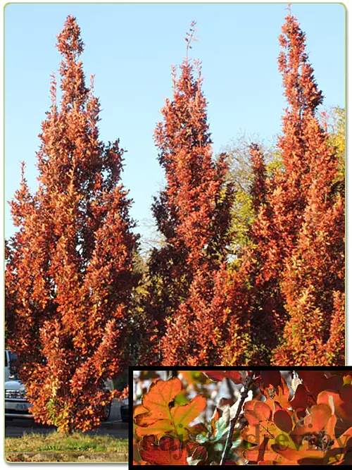 Dub Crimschmidt stĺpovitý 140/160 cm, v črepníku Quercus bimundorum Crimschmidt