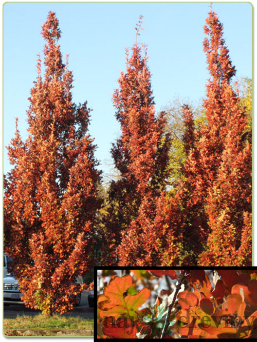Dub Crimschmidt stĺpovitý 140/160 cm, v črepníku Quercus bimundorum Crimschmidt