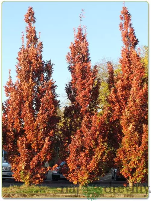 Dub Crimschmidt stĺpovitý 200/250 cm, v črepníku Quercus bimundorum ‘Crimschmidt‘