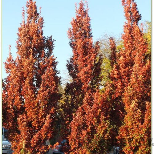 Dub Crimschmidt stĺpovitý 200/250 cm, v črepníku Quercus bimundorum ‘Crimschmidt‘