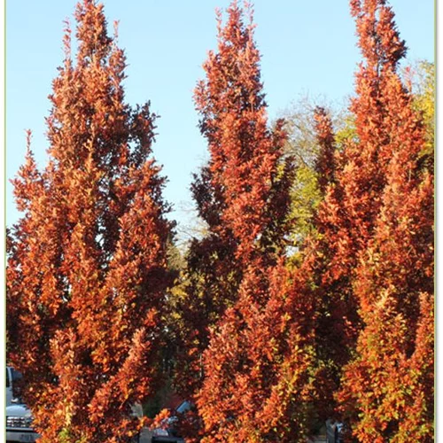 Dub Crimschmidt stĺpovitý 200/250 cm, v črepníku Quercus bimundorum ‘Crimschmidt‘