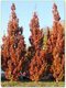 Dub Crimschmidt stĺpovitý 200/250 cm, v črepníku Quercus bimundorum ‘Crimschmidt‘