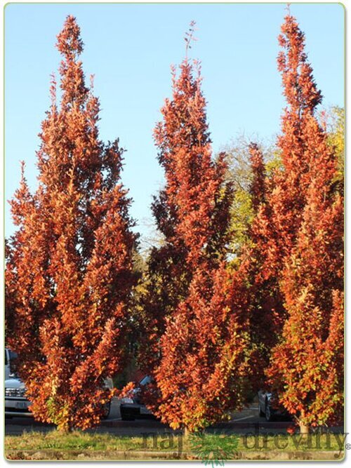 Dub Crimschmidt stĺpovitý 200/250 cm, v črepníku Quercus bimundorum ‘Crimschmidt‘