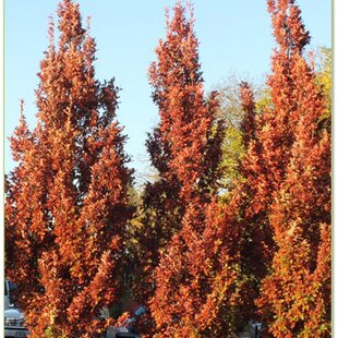 Dub Crimschmidt stĺpovitý 200/250 cm, v črepníku Quercus bimundorum ‘Crimschmidt‘