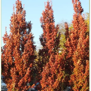 Dub Crimschmidt stĺpovitý 200/250 cm, v črepníku Quercus bimundorum ‘Crimschmidt‘