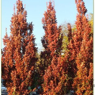 Dub Crimschmidt stĺpovitý 200/250 cm, v črepníku Quercus bimundorum ‘Crimschmidt‘