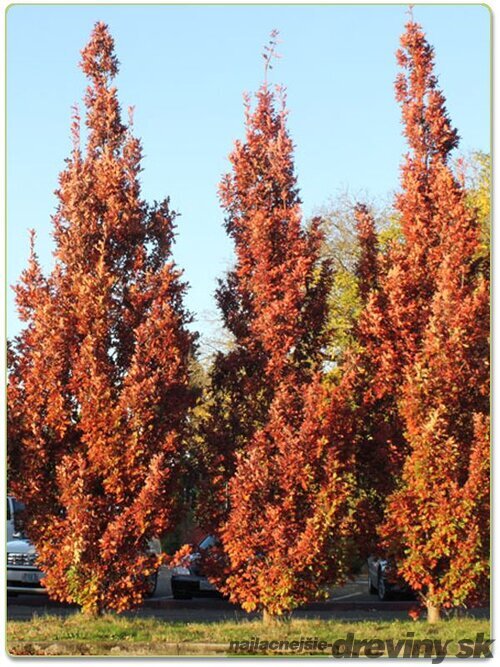 Dub Crimschmidt stĺpovitý 200/250 cm, v črepníku Quercus bimundorum ‘Crimschmidt‘