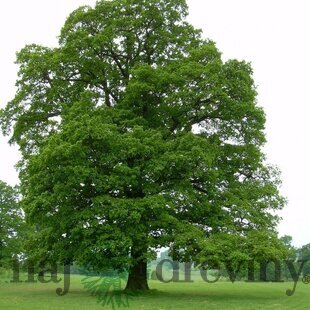 Dub letný, 120/160 cm v črepníku Quercus robur
