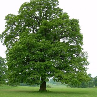 Dub letný, 120/160 cm v črepníku Quercus robur